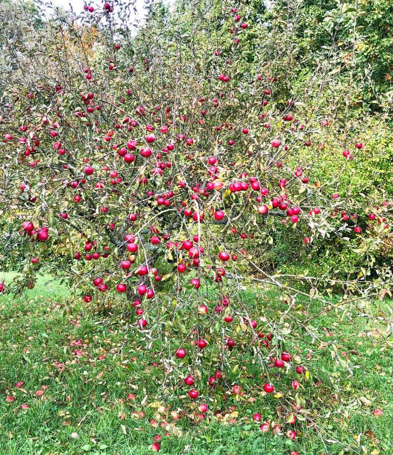 Apple Tree House Lubin (West Pomeranian) Exterior foto